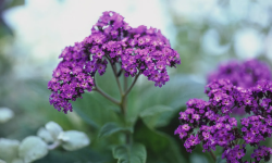 Featured image of post hues